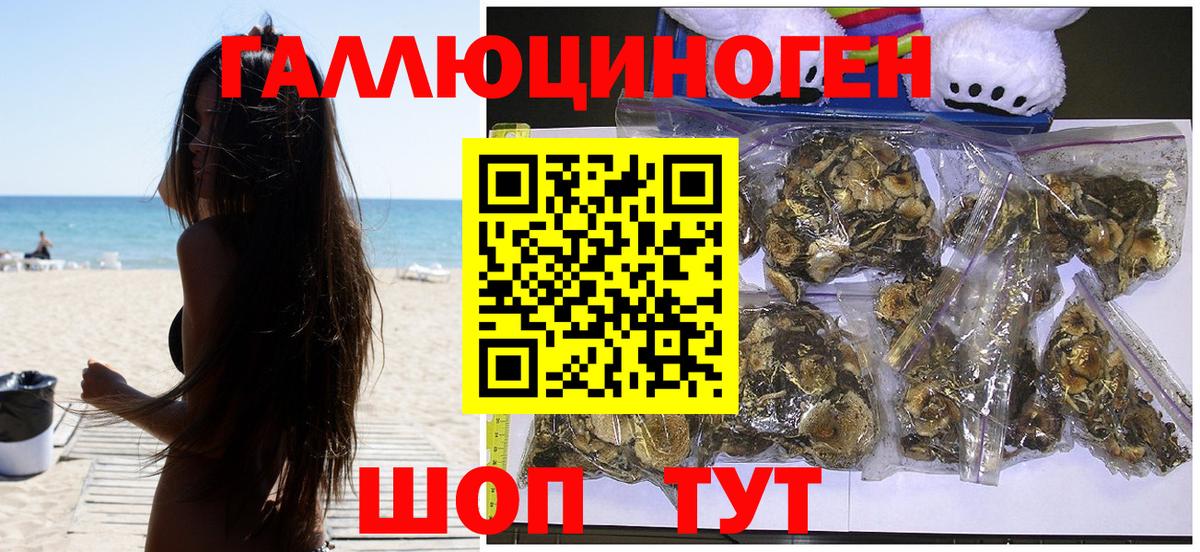 Галлюциногенные грибы Psilocybine cubensis Котовск